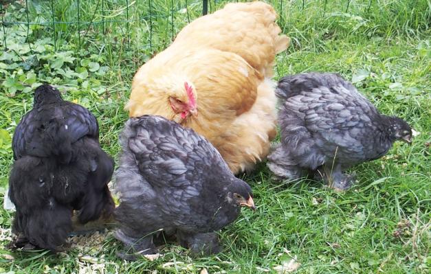 19082015 mimi poule orpi et ses poulets cochin