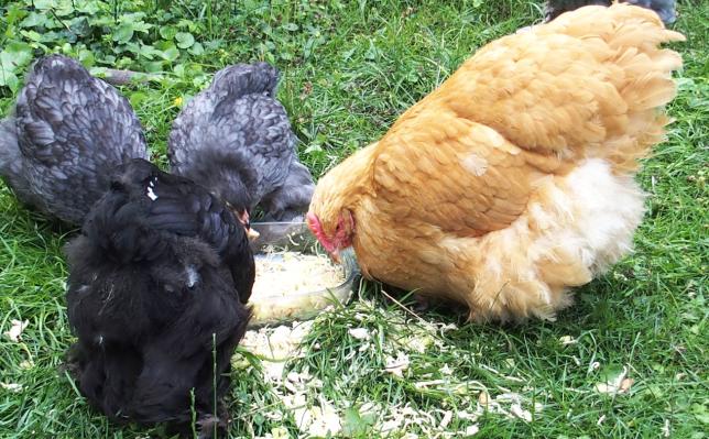 19082015 mimi poule orpington et ses poulets cochin
