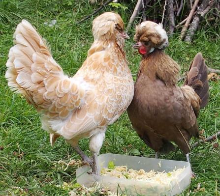 19082015 poules huppees qui s affrontent