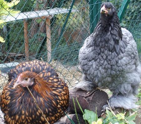 19082015 poulette ofaln et poulette cochin bleu 1