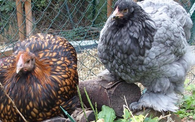 19082015 poulette ofaln et poulette cochin bleu 2
