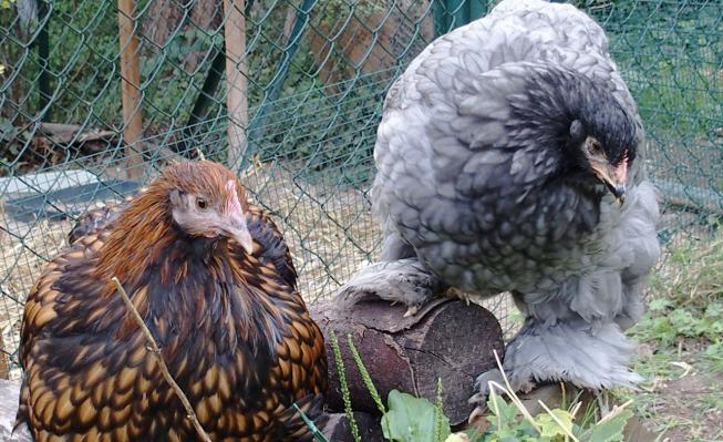 19082015 poulette ofaln et poulette cochin bleu b