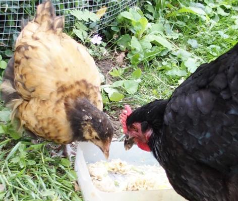 19082015 tipex et zoe mangent avec appetit