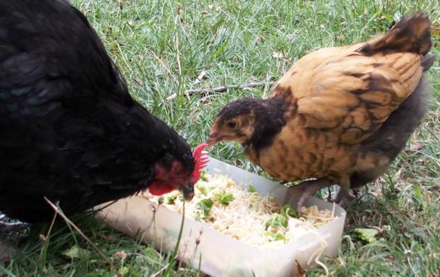 19082015 tipex interesse par le gouter