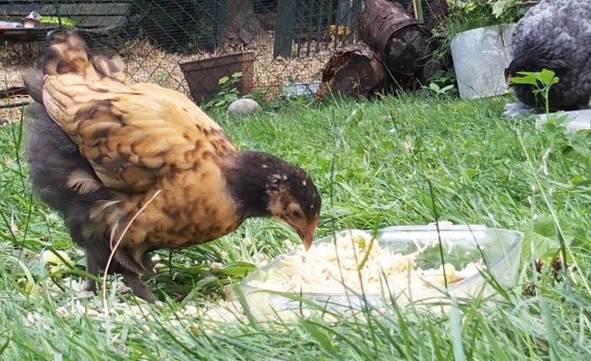 19082015 tipex poulet orpington fauve et plat