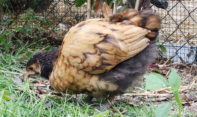 19082015 tipex poulette orpington fauve broute