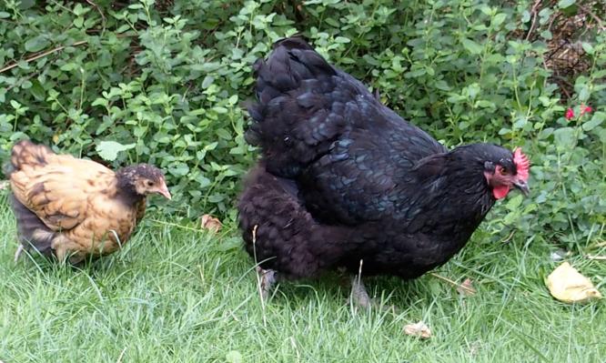 19082015 tipex poulette orpington fauve derriere sa mere