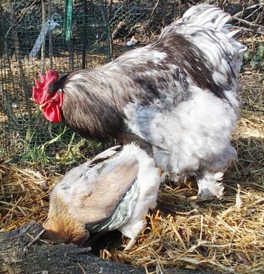 20022015 atelier grattage chouii et patty 1