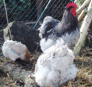 20022015 atelier grattage splashie pas loin 1