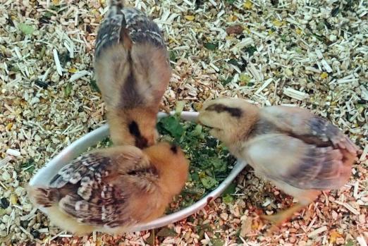 20042015 poussins araucana autour du plat