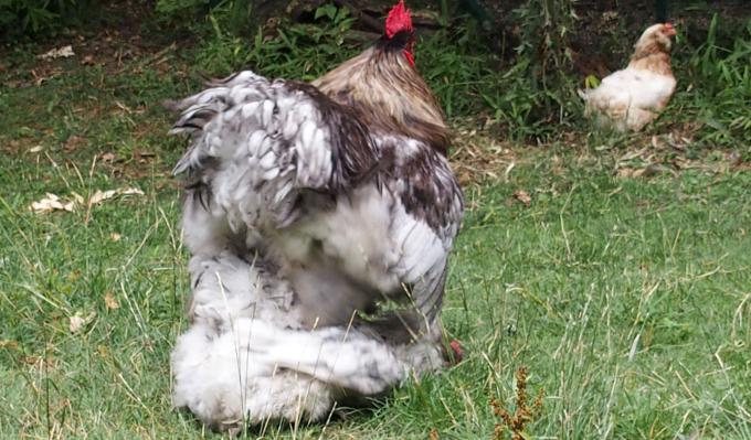20072015 coq cochin qui coche une orpington