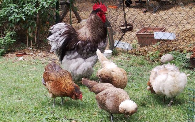 20072015 coq cochin tres entoure