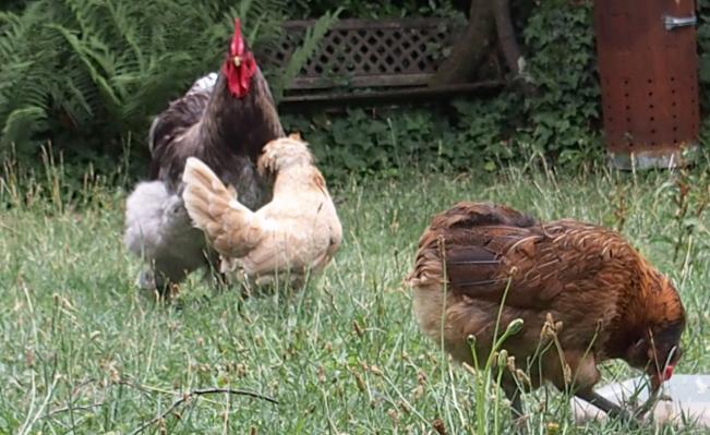 20072015 padoue cherchant a seduire un coq cochin 1