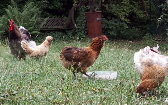 20072015 padoue cherchant a seduire un coq cochin