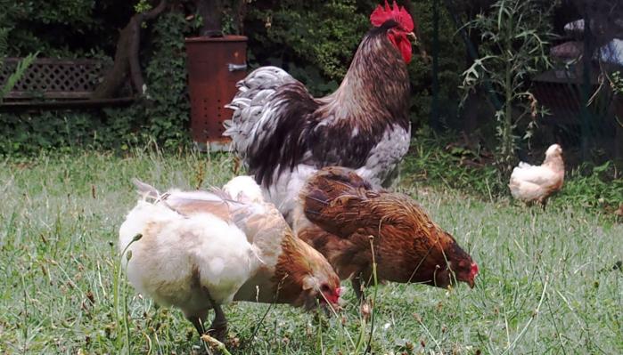 20072015 patty et ses araucanas 1