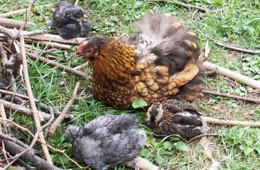 20072015 tac aux cotes de sa mere avec poussins 2