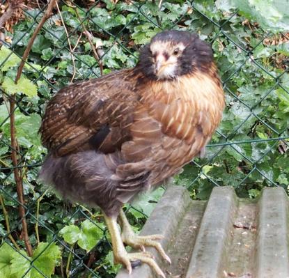 20082015 tic poulette araucana perchee 6