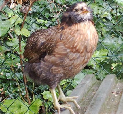 20082015 tic poulette araucana saumonee dore brun de 2 mois