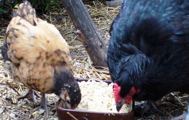 20082015 tipex poulette orpington faln et sa mere