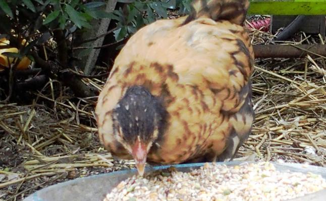 20082015 tipex poulette orpington faln imparfait de 7 semaines