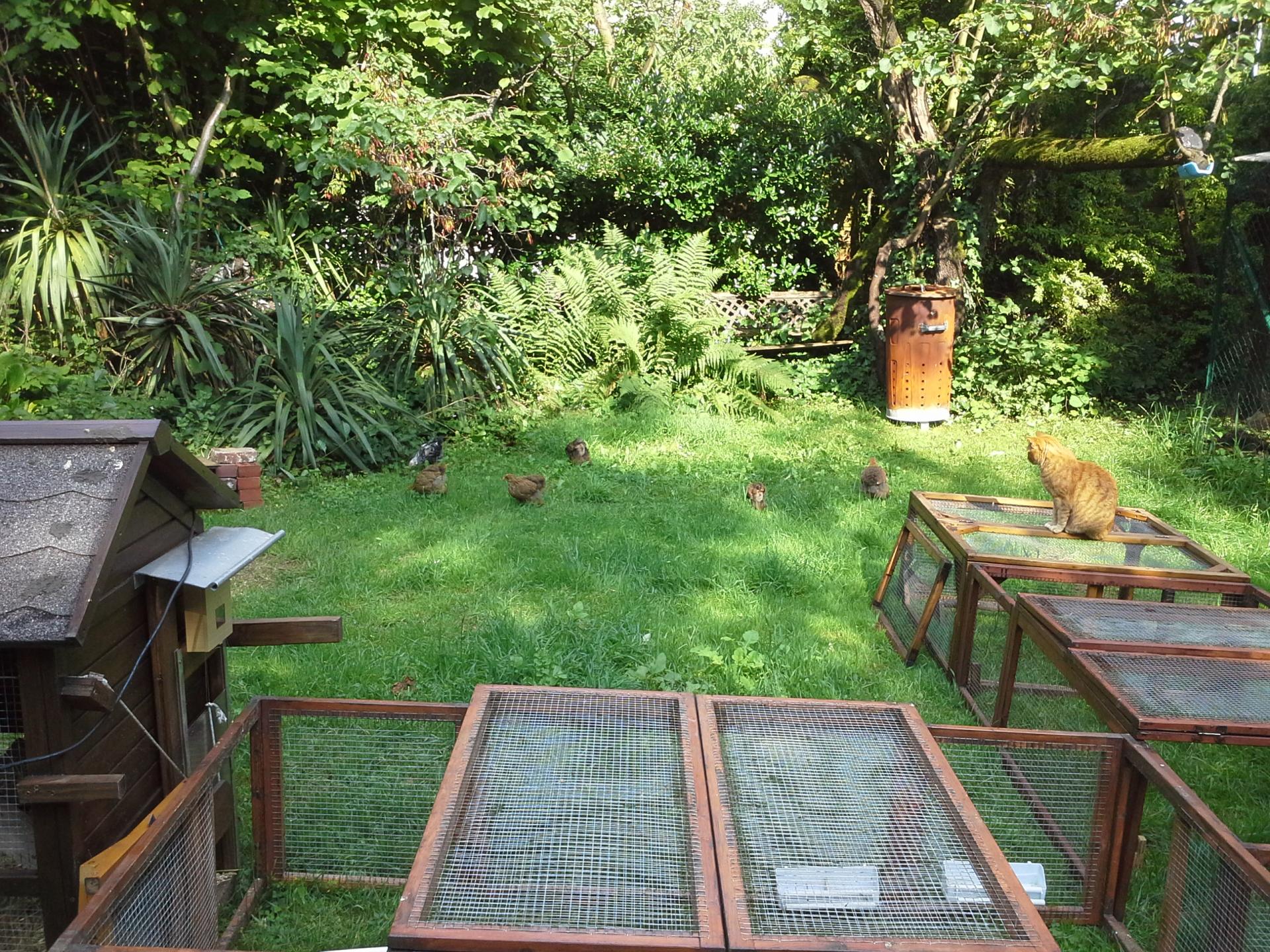 Ikarou surveilant les poussins qui vaquent dans le jardin