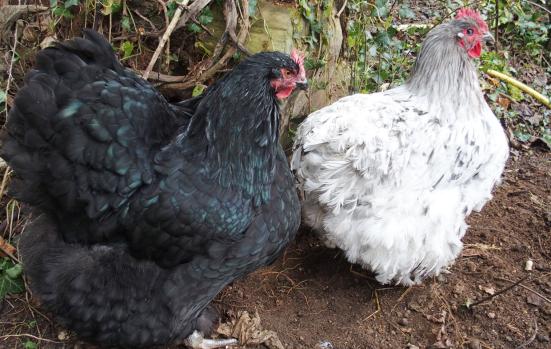 21032015 orpi noire et splah