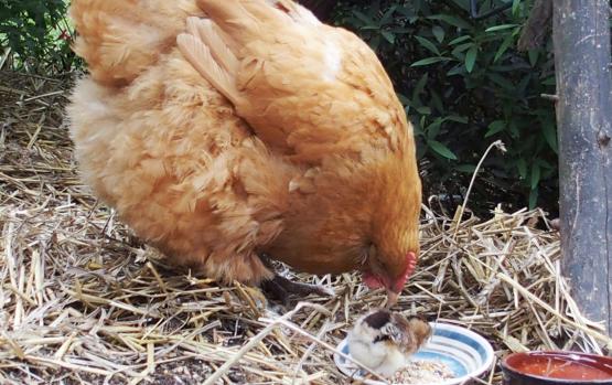 21062015 tic les pieds dans le plat