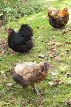 21102015 jeune araucana et orpingtons au soleil