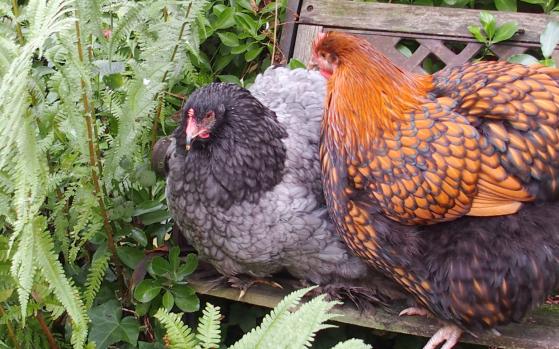21102015 jeunes poules au soleil sur un banc 2