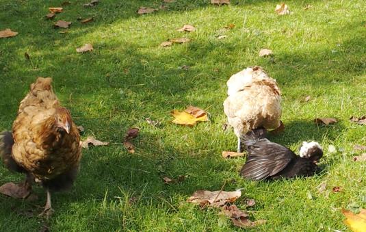 21102015 koala estia et tipex au soleil