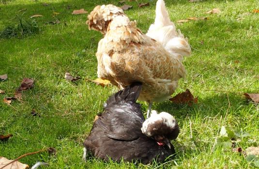 21102015 koala et estia 1