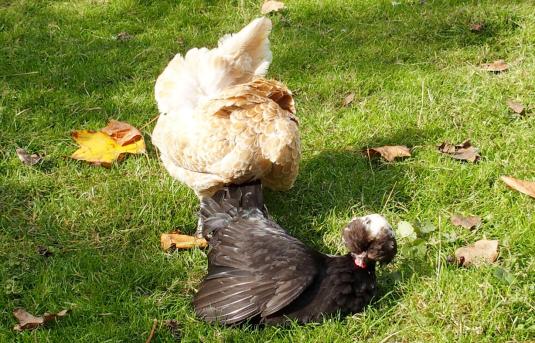 21102015 koala et estia 3