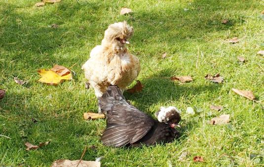 21102015 koala et estia 4