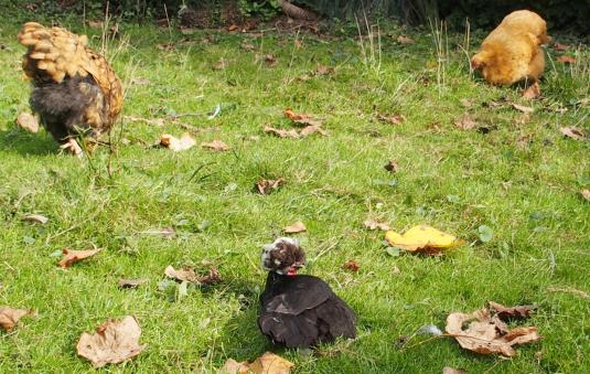 21102015 koala prend un bain de soleil