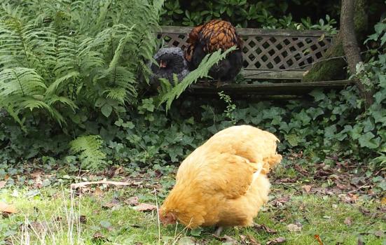 21102015 mimi jolie va mieux 2