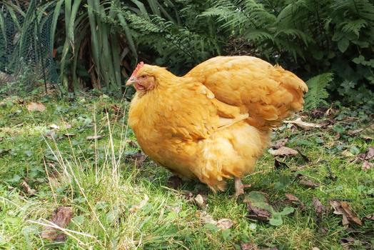 21102015 mimi jolie va mieux