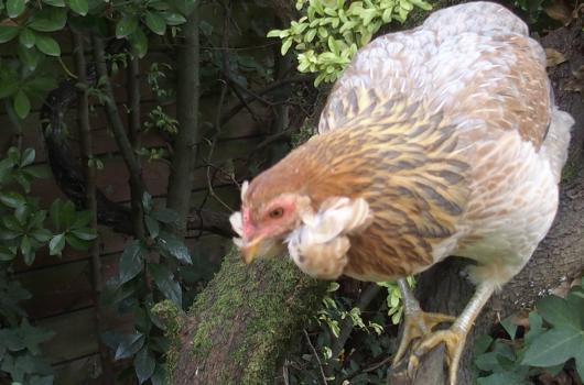 21102015 picatchou jeune poule araucana acrobate