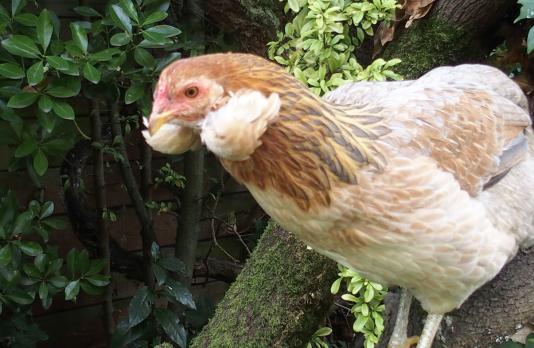 21102015 picatchou jeune poule araucana perchee