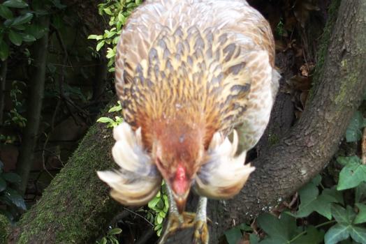 21102015 picatchou jeune poule araucana saumone dore bleu