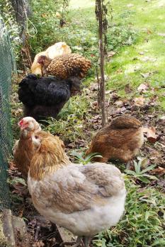 21102015 poules au soleil 1