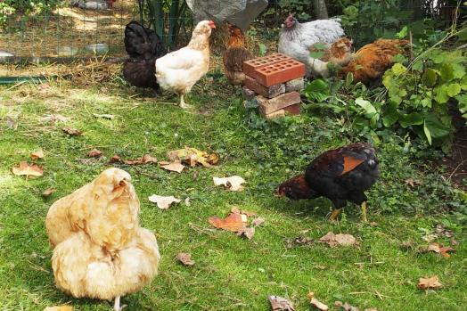 21102015 poules et coq araucana dans le jardin