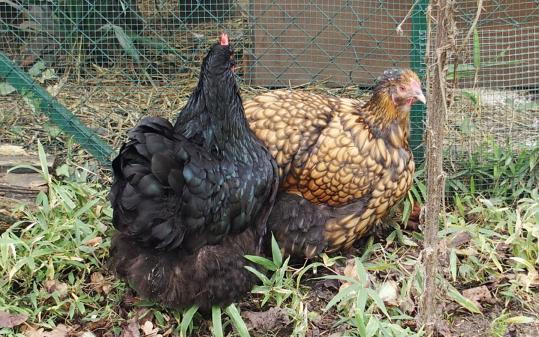 21102015 poules orpington au soleil