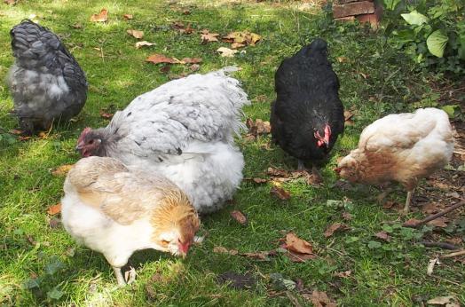 21102015 poules picorant au soleil 1