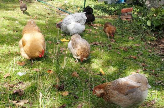 21102015 poules picorant au soleil 3