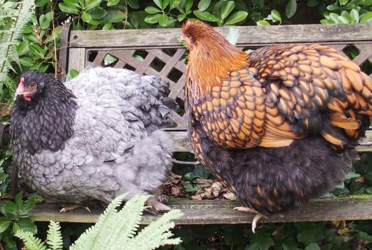 21102015 poulettes sur un banc au soleil 6