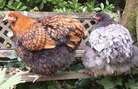 21102015 poulettes sur un banc au soleil 8