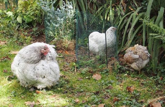 21102015 splashie et araucanas au soleil