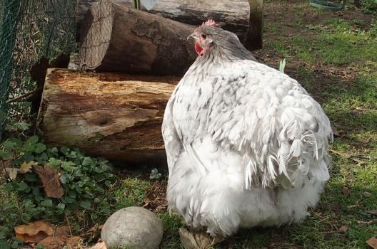 21102015 splashie picore la vermine du vieux bois