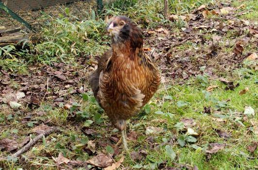 21102015 tic jeune poule araucana de 4 mois au soleil
