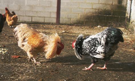 22022015 atos hermes et coq orpington citronne